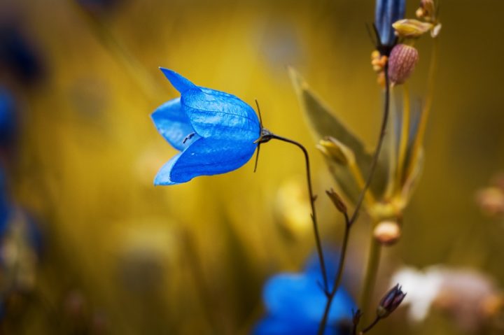 niebieski kwiat w ogrodzie