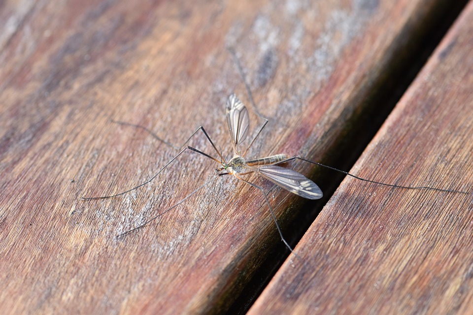 sposoby na komary w domu