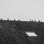 Ptak na dachu