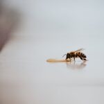 Pszczoła w domu