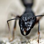 Skrzydlata mrówka w domu