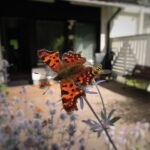 Motyl w domu